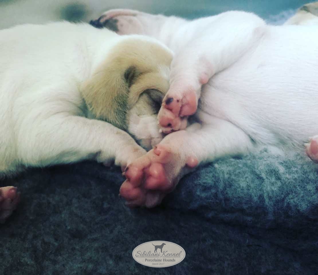 OUR PORCELAINE PUPPIES ARE WONDERFUL!