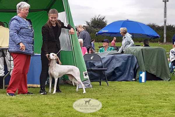 BEST OF BREED & GREEN STAR FOR NOLA IN IRELAND